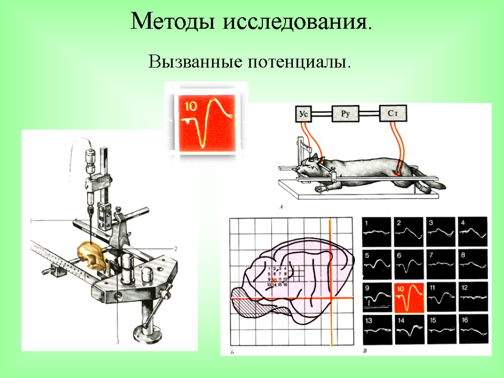 Методы исследования. Вызванные потенциалы.